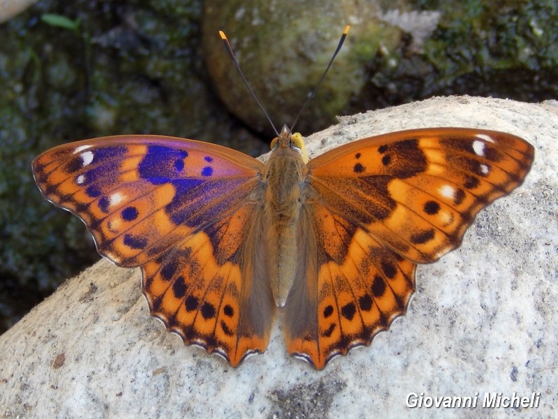 Parco del Ticino :incontri del 18/7/15